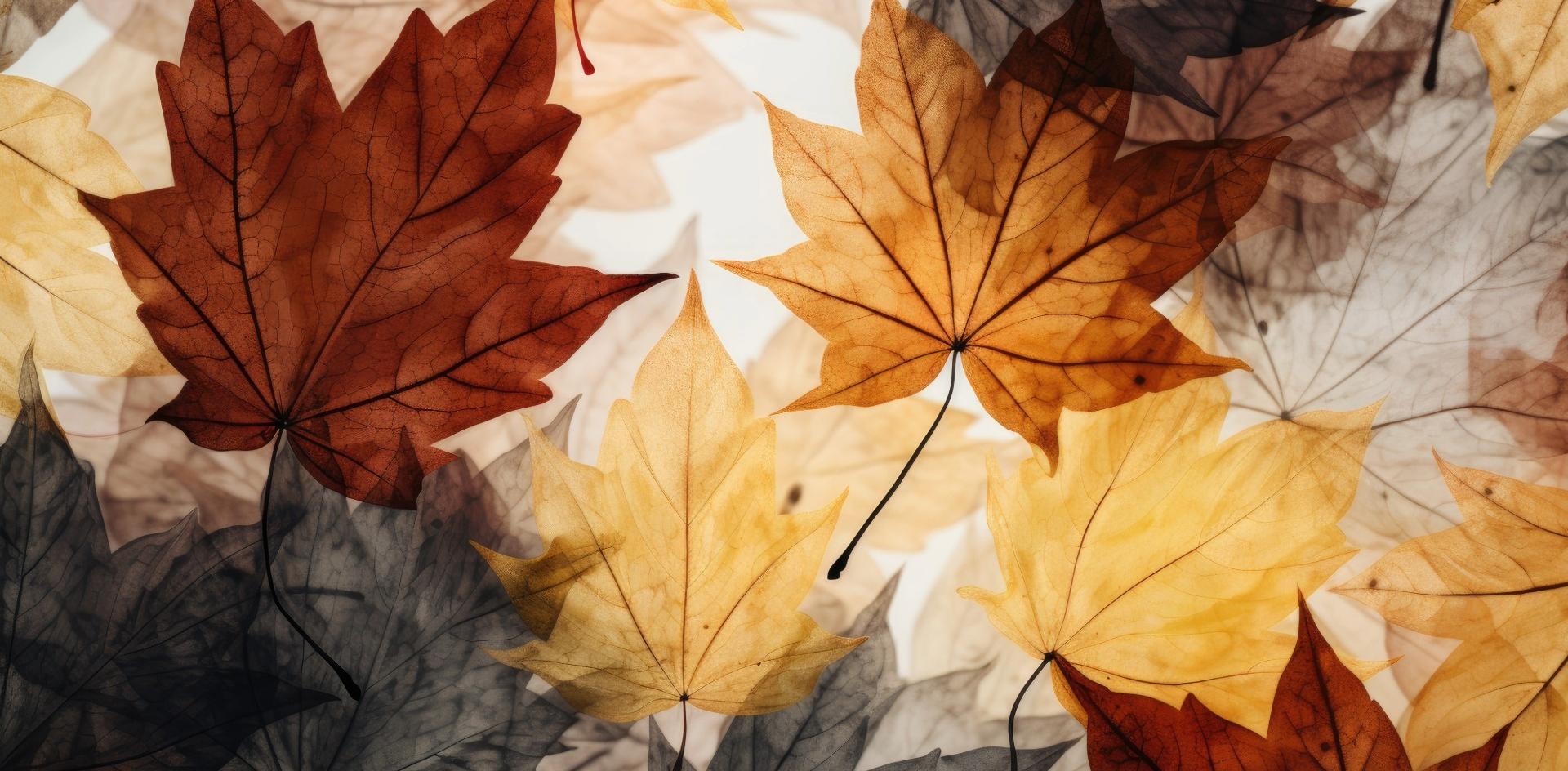 Fall Fest