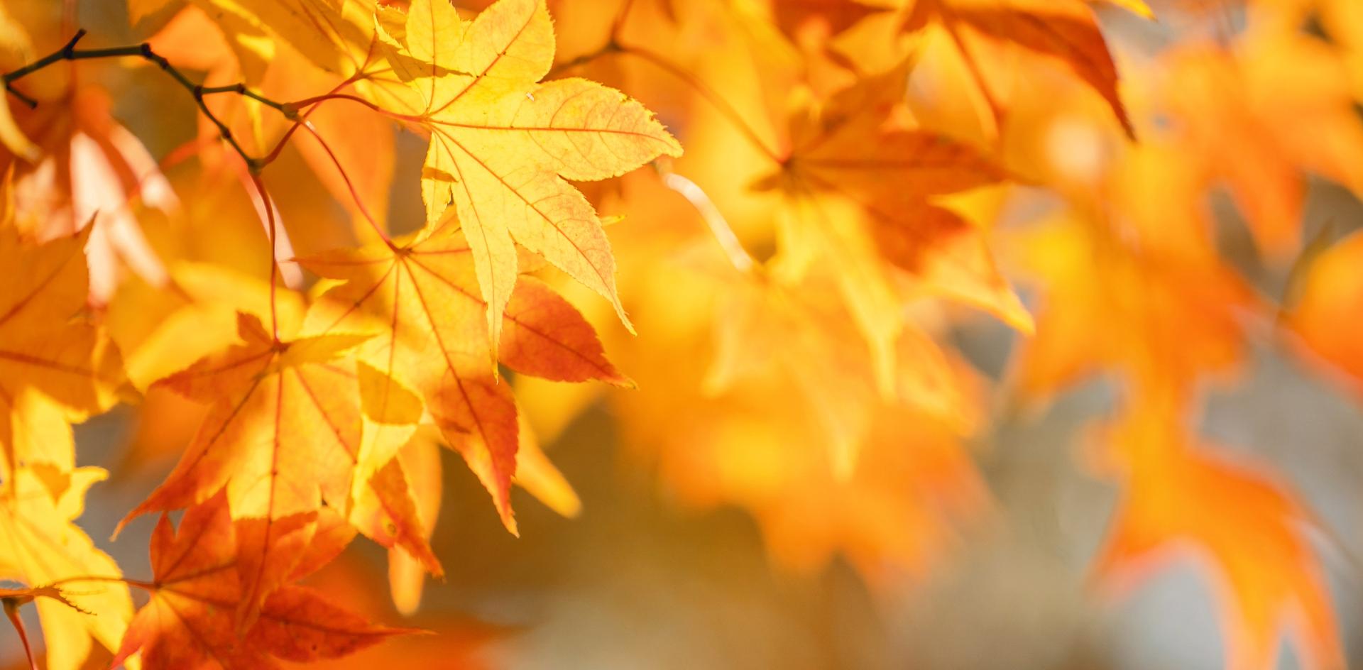Fall Brochure