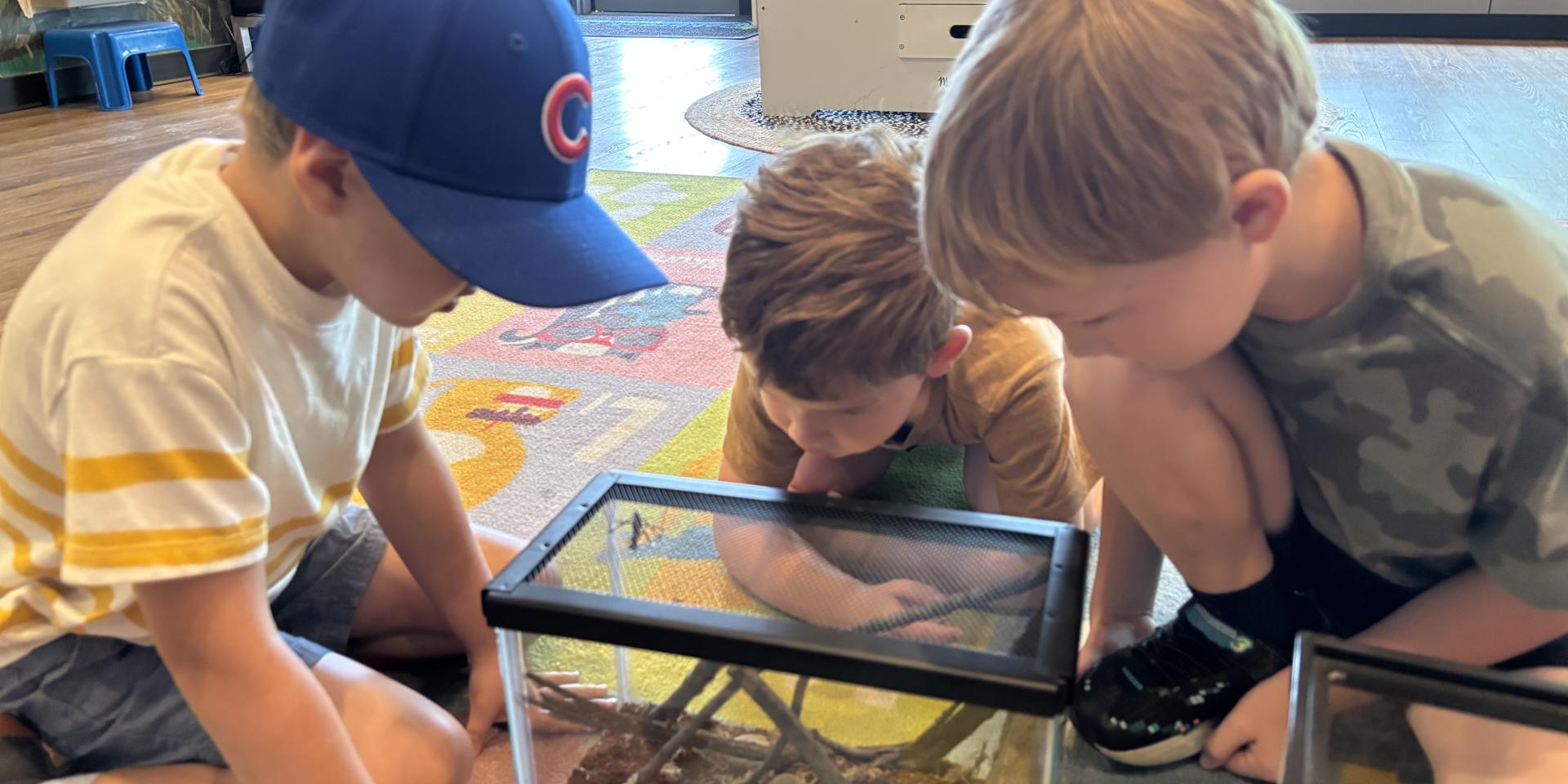 Boys looking at cricket habitat
