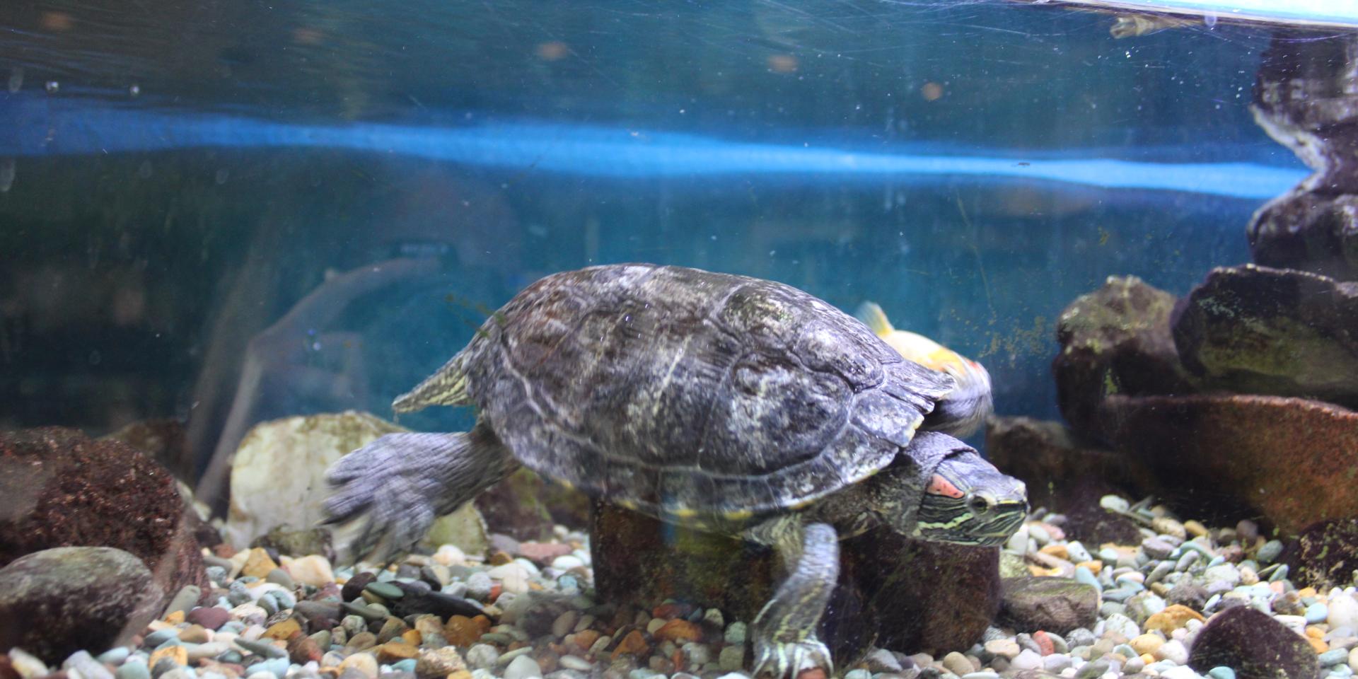 Turtle