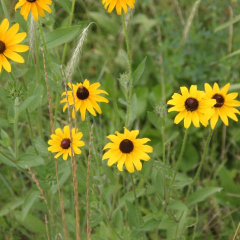 flowers on bike path 