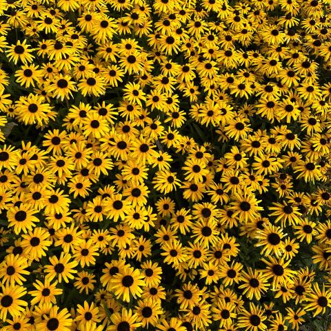 flowers at Heritage 