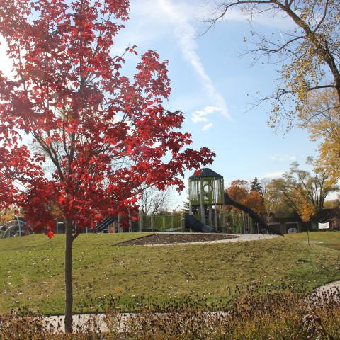fall trees at Heritage Park 