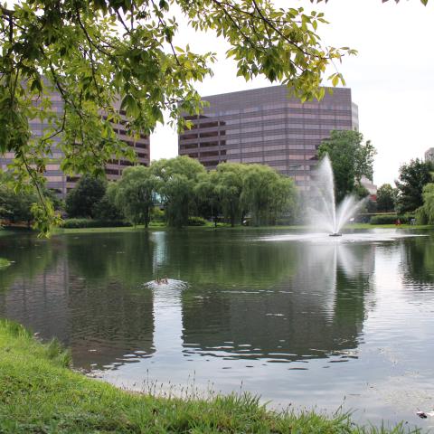 TVP Pond